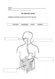 Digestive system worksheets