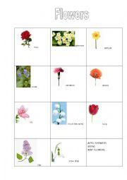 English worksheet: Flowers