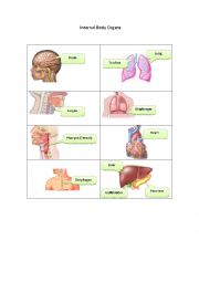 Internal Body Organs 1