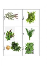 English Worksheet: common herbs in the garden