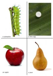 The very hungry caterpillar flash-cards 1 of 2