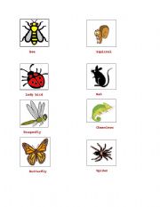 English Worksheet: Insects