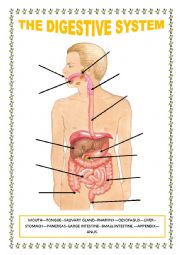 English Worksheet: THE DIGESTIVE SYSTEM. THE RESPIRATORY SYSTEM. THE EXCRETORY SYSTEM.