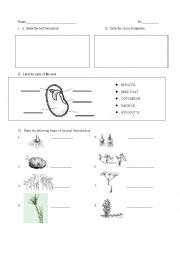 English Worksheet: Reproduction