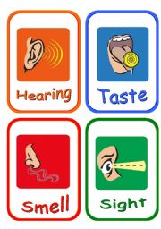 5 senses and body parts flashcards