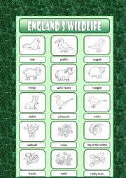 English Worksheet: Englands Wildlife