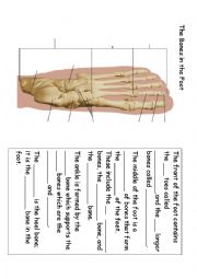 The Bones in the Foot 