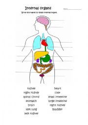 Internal organs worksheets