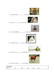 English Worksheet: why do animals have