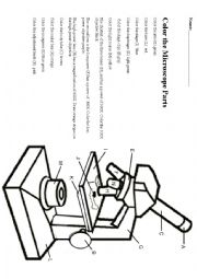 English Worksheet: Parts of the Microscope