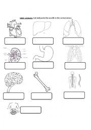 Internal Body Organs