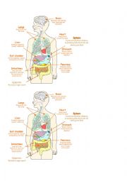 Major Body Organs Diagram