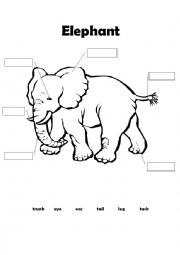 English Worksheet: Elephant - body parts