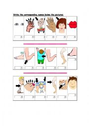 English Worksheet: body