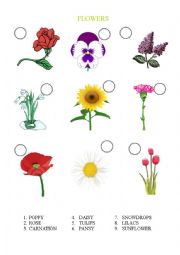 English Worksheet: Number the flowers