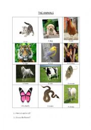 English Worksheet: The animals