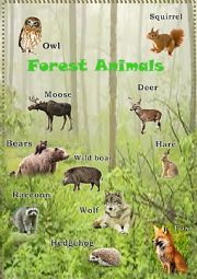 Forest Animals 