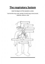 The Respiratory System. Label the parts.Three worksheets. Great for CLIL