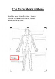 The Circulatory System worksheet.Label