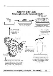 English Exercises: Life Cycle of the Butterfly