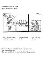 English Worksheet: sea turtle
