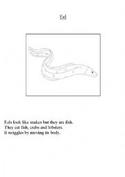English Worksheet: eel