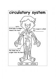 Circulatory system worksheets