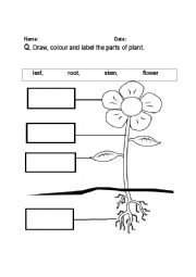 parts of plant labeling worksheet