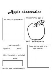 English Worksheet: Apple and Seeds Observation