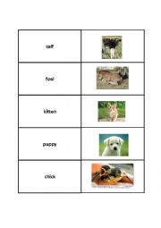 English Worksheet: Baby Animal groups !