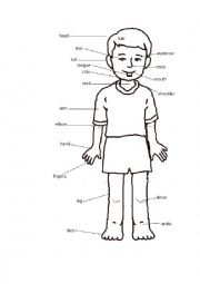 English Worksheet: THE BODY