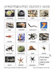 Animals - Invertebrates Memory Game