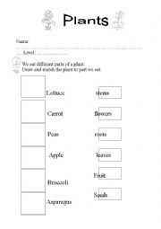 English Worksheet: Plants 2