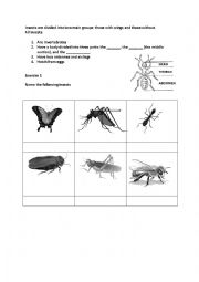 English Worksheet: What makes an insect