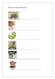 Animals in English - ESL worksheet by glendapaty