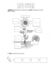 English Worksheet: Animals and plants life cycle