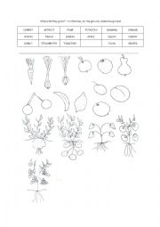 English Worksheet: Where do they grow?