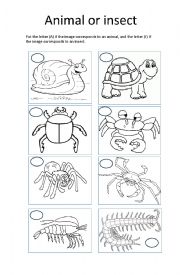 English Worksheet: its an animal or insect