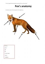Foxs anatomy