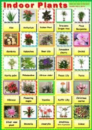 The most famous indoor plants. Pictionary