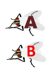 English Worksheet: The fly