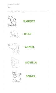 Color the Name of the Animal 