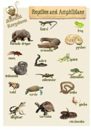 Animal Kingdom - Reptiles