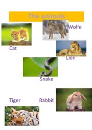 English Worksheet: the animals