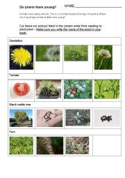 Seed to Adult Plant cut and paste activity 