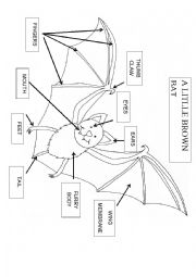 English Worksheet: A LITTEL BROWN BAT