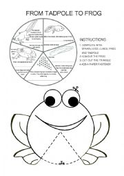 Frog life cycle