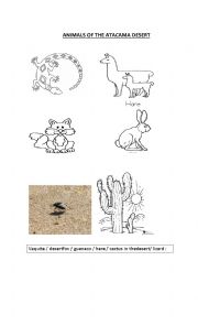 English Worksheet: animals from the atacama desert