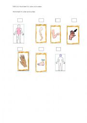 English Worksheet: Body parts Listen and number