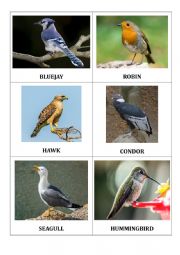 English Worksheet: BIRDS1